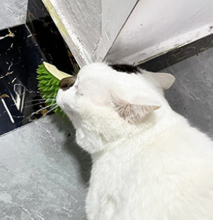 Durian Cat Self-Grooming Scratcher – Wall-Mounted Multi-Function Massage & Fur Cleaning Tool