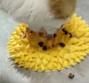 Durian Cat Self-Grooming Scratcher – Wall-Mounted Multi-Function Massage & Fur Cleaning Tool